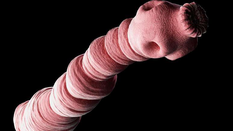 Echinococcus granulosus, tamb&eacute;m conhecida como a t&ecirc;nia do c&atilde;o, &eacute; a causadora da doen&ccedil;a hid&aacute;tica