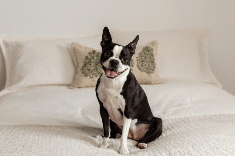 O boston terrier &eacute; um cachorro pequeno, inteligente, soci&aacute;vel e muito apegado &agrave; fam&iacute;lia 
