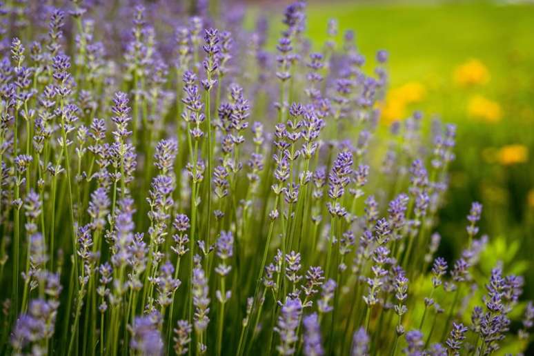 A lavanda pode contribuir para o al&iacute;vio de dores musculares e de cabe&ccedil;a, favorecer o relaxamento e ajudar a reduzir a ins&ocirc;nia 