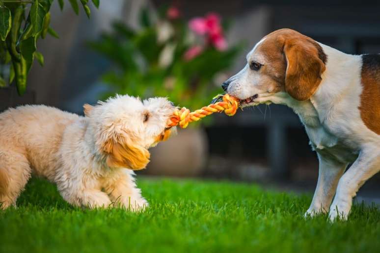 Thor e Loki s&atilde;o nomes perfeitos para cachorros cheios de personalidade 