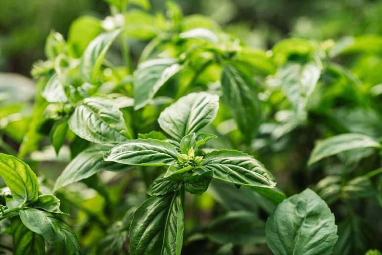 O manjeric&atilde;o tem potencial antioxidante e anti-inflamat&oacute;rio 