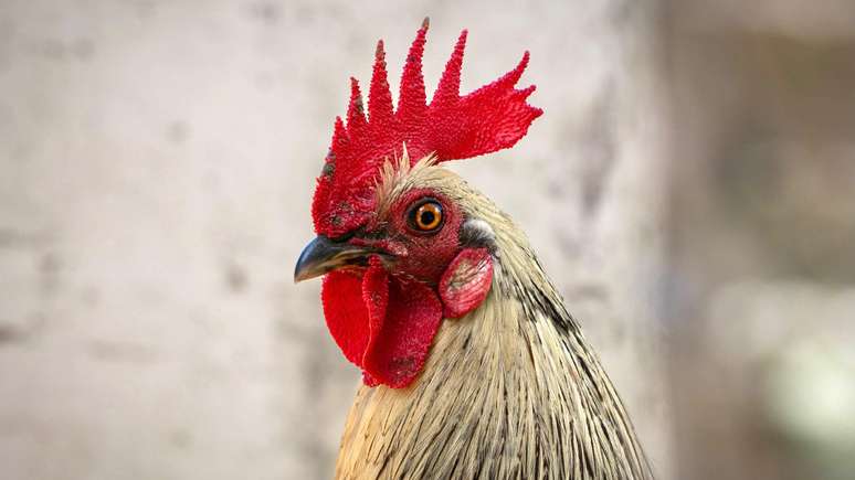 O canto do galo &eacute; um bom despertador natural