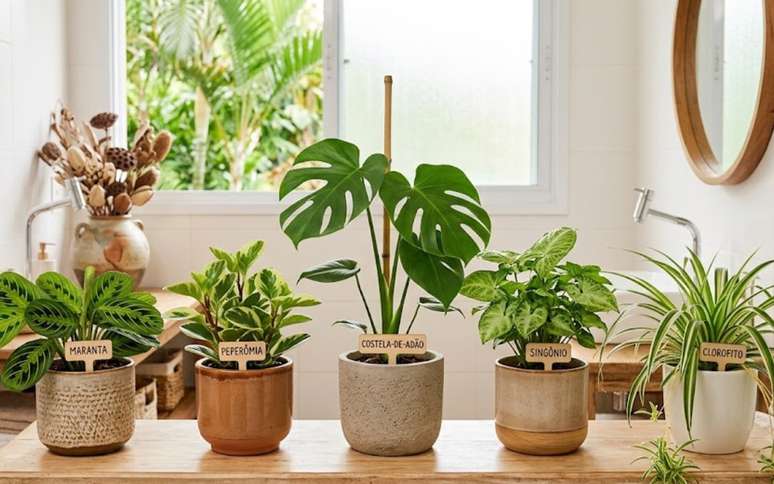 Plantas para banheiro