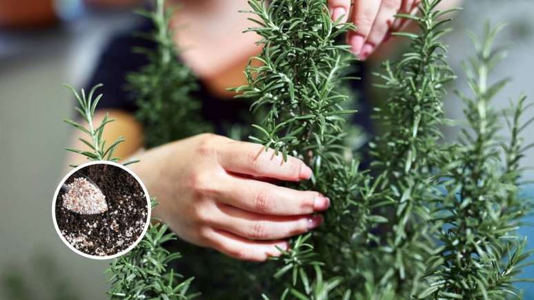 Aprenda como plantar e cultivar alecrim no quintal de casa sem muitos esfor&ccedil;os, garantindo uma erva arom&aacute;tica resistente, produtiva e f&aacute;cil de manter no dia a dia