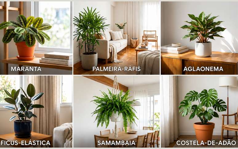Plantas para apartamento