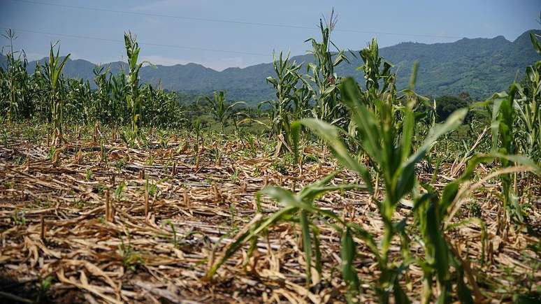 O 'corredor seco' da Am&eacute;rica Central poder&aacute; registrar graves secas, prejudicando a agricultura local