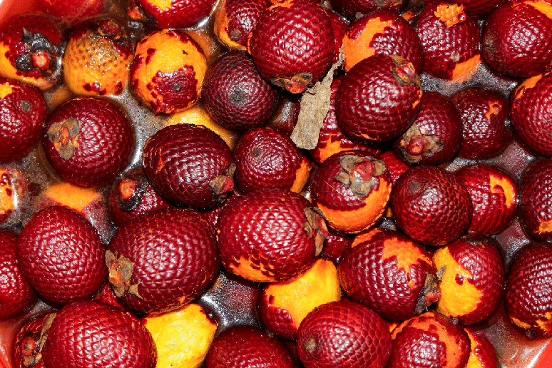 O consumo do buriti pode favorecer o controle dos n&iacute;veis de colesterol no sangue 