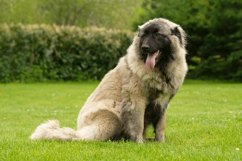 O c&atilde;o da serra da estrela &eacute; considerado uma das ra&ccedil;as portuguesas mais antigas e tradicionais 