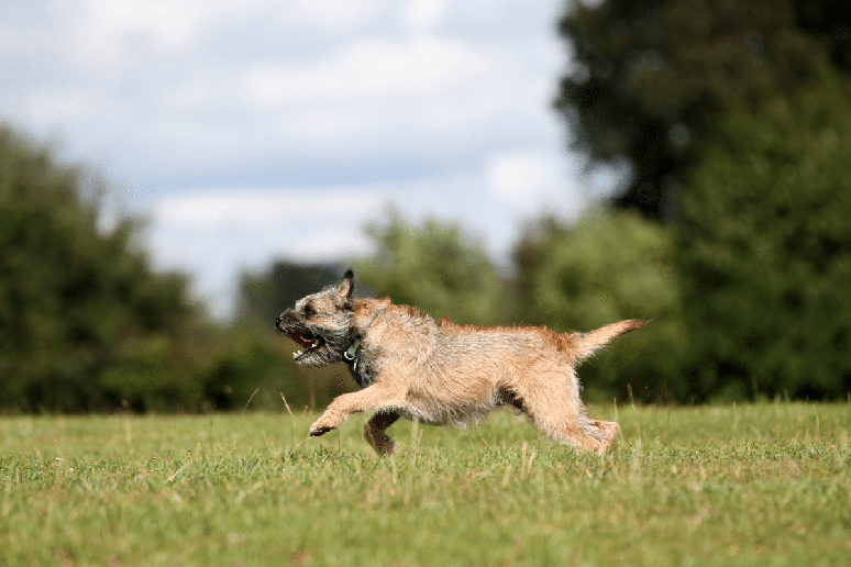 Exerc&iacute;cios di&aacute;rios tamb&eacute;m fazem parte dos cuidados com a sa&uacute;de do border&nbsp;terrier 