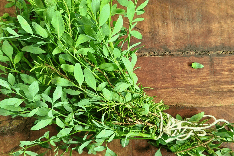 As plantas podem ter significados pr&oacute;prios e estar ligadas &agrave;s for&ccedil;as da natureza ou aos orix&aacute;s 