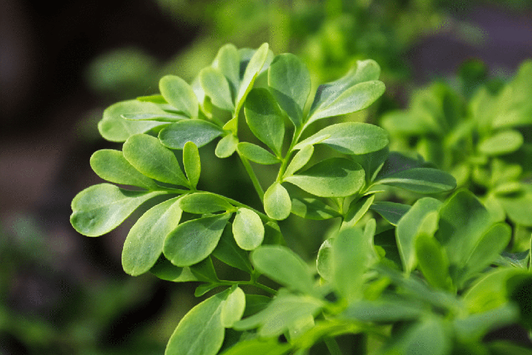 A defuma&ccedil;&atilde;o com arruda ajuda a dissipar energias negativas do ambiente 