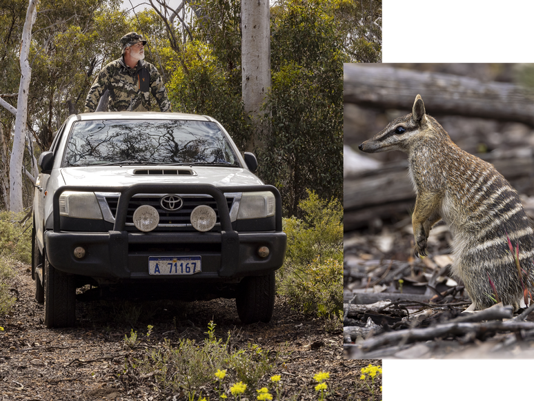 "Jacko", um numbat, observa a &aacute;rea da traseira do ve&iacute;culo