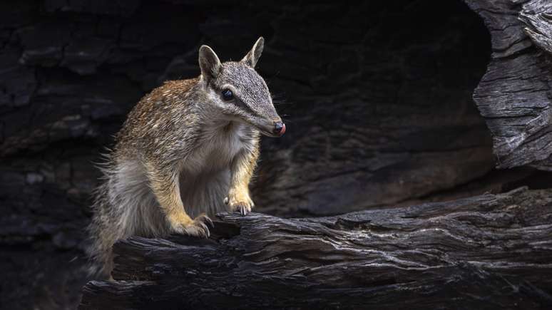 A floresta de Dryandra &eacute; um dos poucos lugares onde ainda &eacute; poss&iacute;vel encontrar numbats vivendo na natureza