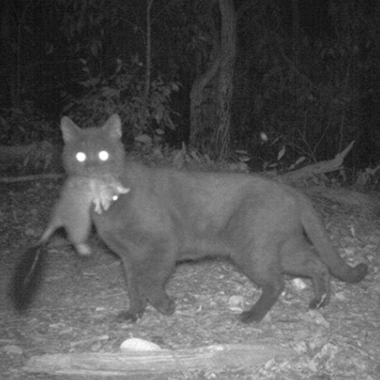 Estima-se que gatos ferais matem cerca de 3 bilh&otilde;es de animais por ano na Austr&aacute;lia
