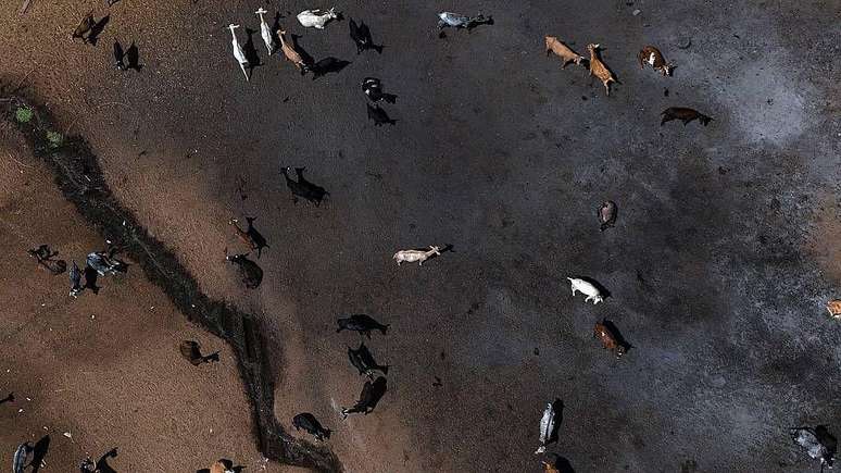 Rebanhos de cabras em terras sem vegeta&ccedil;&atilde;o perto de Pelayos de la Presa, a 65 km a oeste de Madri