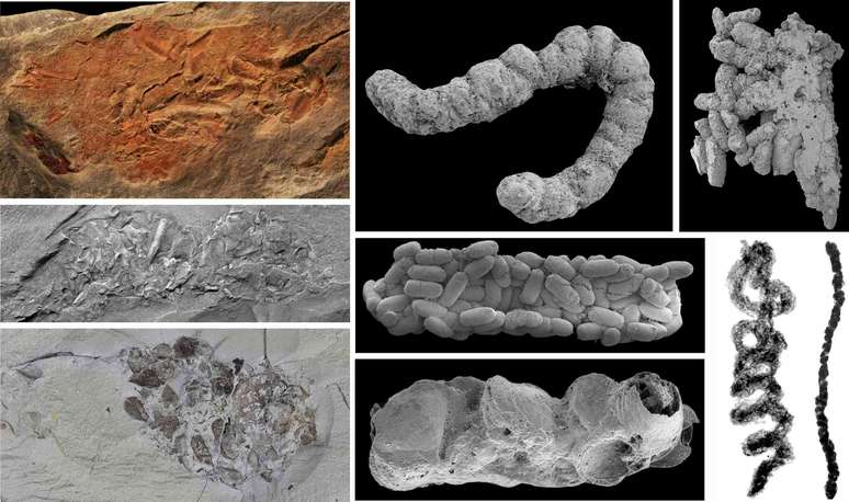 Excremento fossilizado