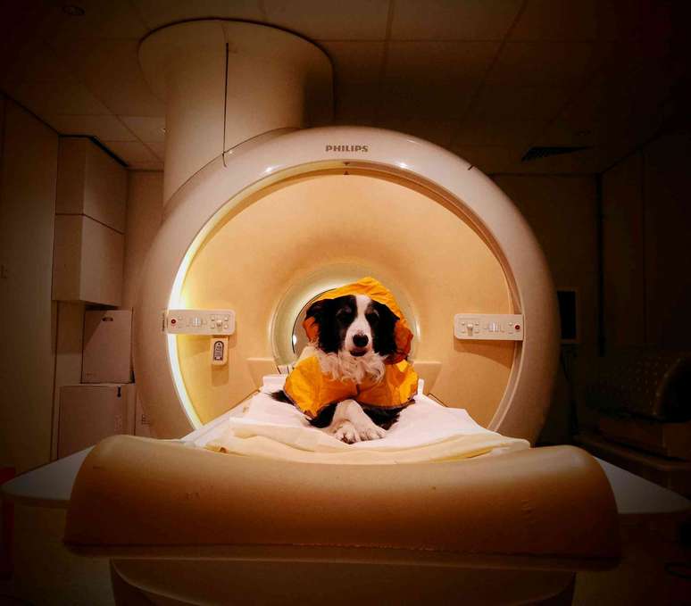 Um c&atilde;o preto e branco dentro de uma unidade de exames m&eacute;dicos.