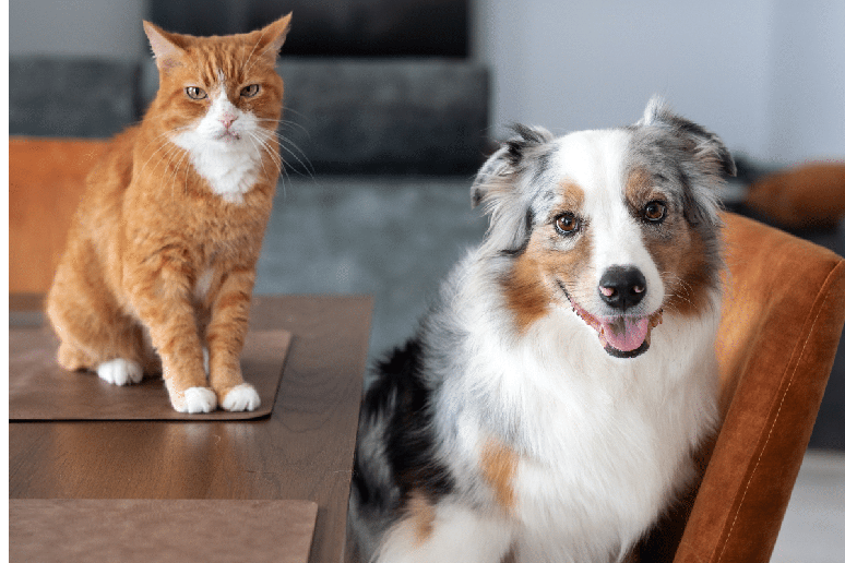 Sushi e Sashimi&nbsp;pode combinar com cachorro e gato de personalidade tranquila, elegante ou curiosa 