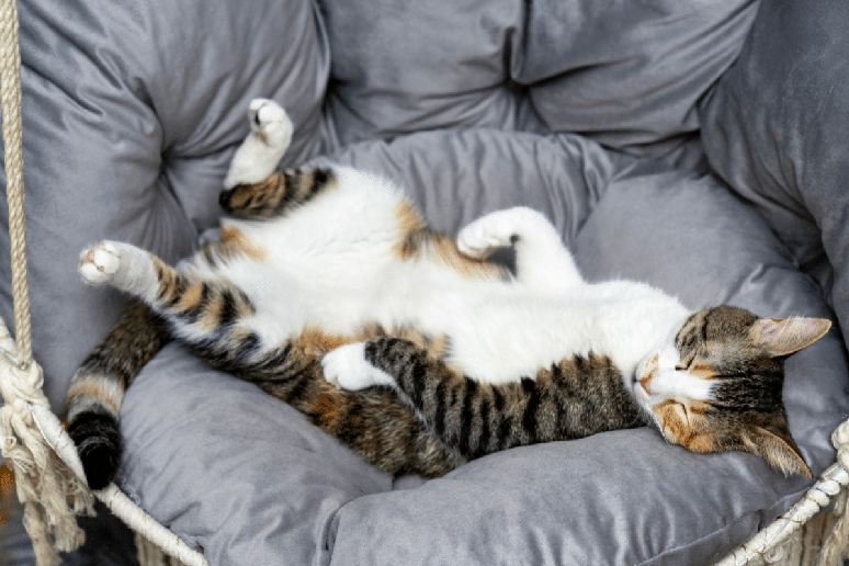 Quando o gato dorme de barriga para cima est&aacute; demonstrando que se sente seguro no ambiente 