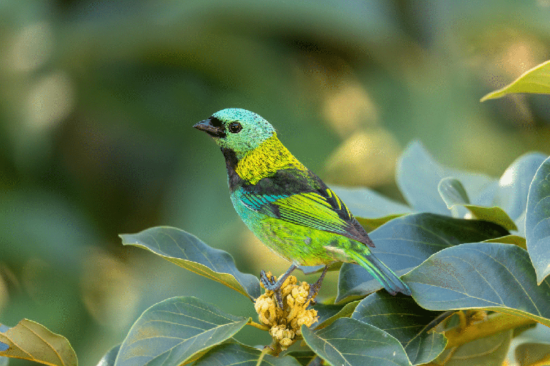 O sa&iacute;ra-sete-cores encanta pela plumagem multicolorida e costuma circular em pequenos grupos pela vegeta&ccedil;&atilde;o em busca de frutos 