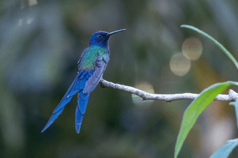 O beija-flor-tesoura possui uma longa cauda bifurcada e pode ser encontrado em jardins, parques e &aacute;reas urbanas 
