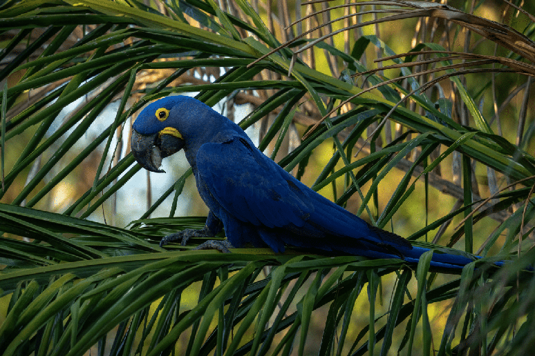A arara-azul-grande se destaca pelo intenso tom azul das penas e pelo porte, podendo chegar a cerca de um metro de comprimento 