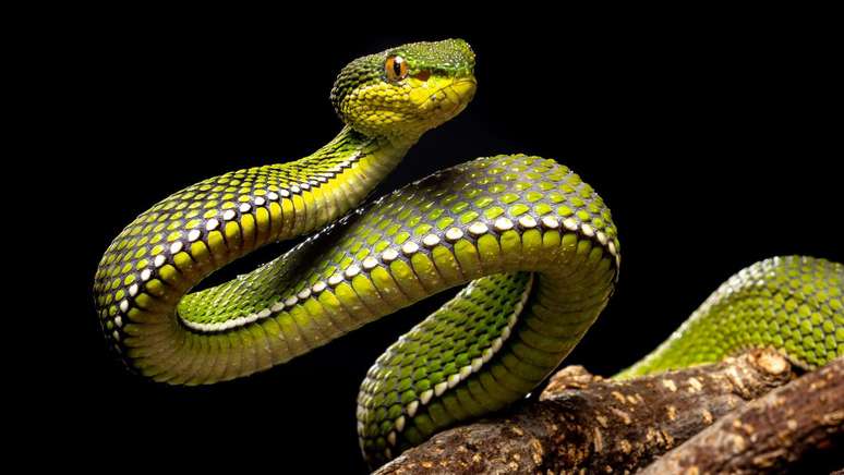 O medo de cobras pode parecer mais racional em algumas partes do mundo que em outras
