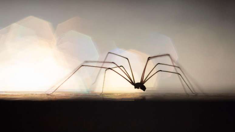 Aranhas dentro de casa s&atilde;o uma vis&atilde;o comum, que causa mais ang&uacute;stia para alguns que para outros