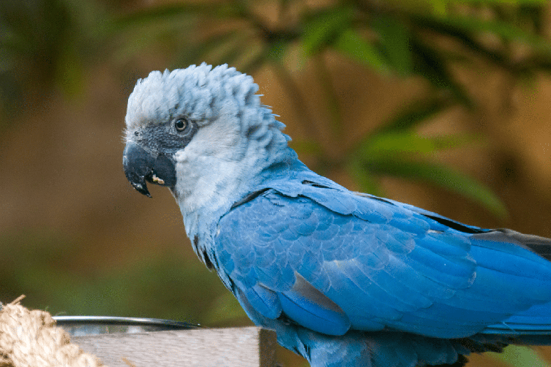 A ararinha-azul, s&iacute;mbolo da conserva&ccedil;&atilde;o brasileira, apresenta diferentes tons de azul e &eacute; origin&aacute;ria das matas ciliares da Caatinga 