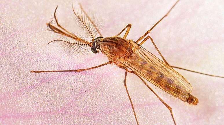 Zoom em um mosquito da esp&eacute;cie Culex