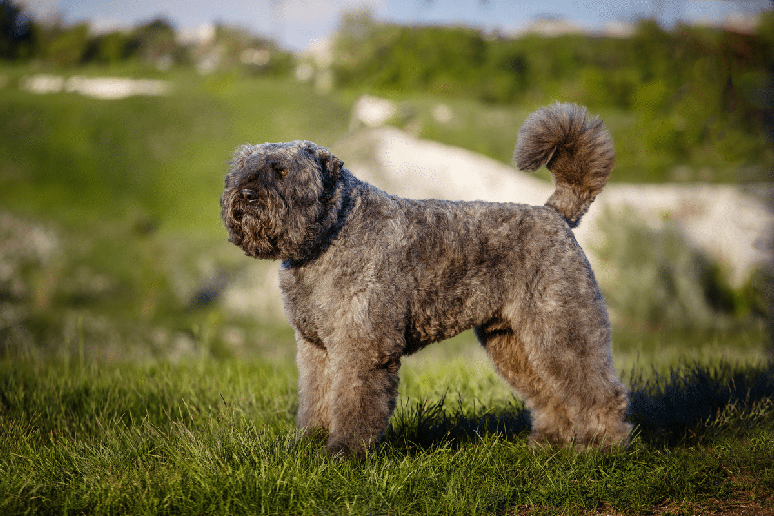 Os cuidados com o c&atilde;o da ra&ccedil;a bouvier des Flandres envolvem uma boa alimenta&ccedil;&atilde;o, aten&ccedil;&atilde;o especial &agrave; pelagem, consultas veterin&aacute;rias peri&oacute;dicas, vacina&ccedil;&atilde;o e higiene bucal 