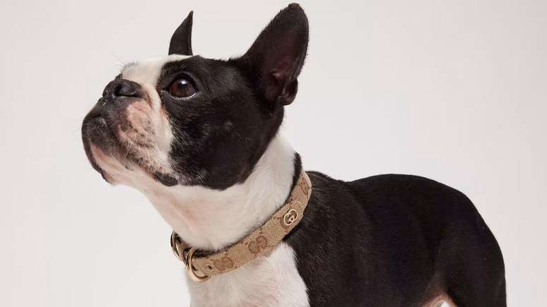 Descubra as grifes que produzem roupas para cachorros