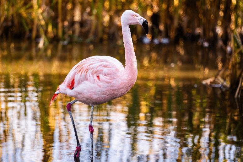 A articula&ccedil;&atilde;o vis&iacute;vel no meio da perna do flamingo n&atilde;o &eacute; o joelho, mas o tornozelo 