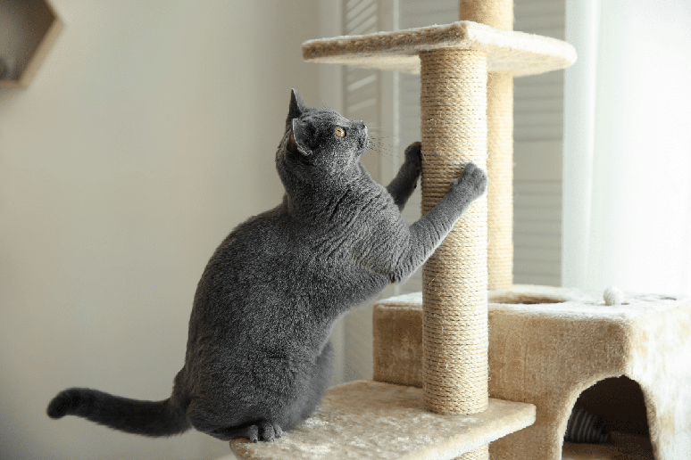 Em vez de apenas impedir o gato de arranhar determinados locais, &eacute; importante oferecer alternativas adequadas 