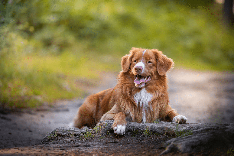 O retriever&nbsp;da Nova Esc&oacute;cia&nbsp;gosta de correr, nadar, buscar objetos e realizar atividades ao lado do tutor 