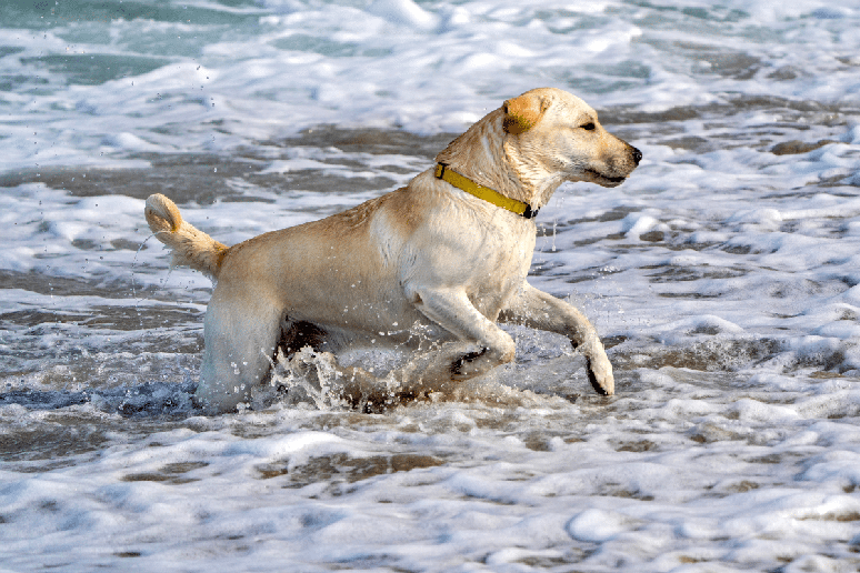 Al&eacute;m da conhecida paix&atilde;o pela &aacute;gua, o labrador&nbsp;retriever&nbsp;costuma ser um cachorro ativo, inteligente, soci&aacute;vel e disposto a aprender 