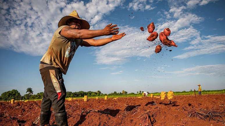 A baixa produtividade do campo cubano se deve, em parte, segundo especialistas, &agrave; falta de incentivos para os agricultores, que n&atilde;o s&atilde;o propriet&aacute;rios da terra e vivem &agrave; beira da pobreza, independentemente da quantidade de alimentos que forne&ccedil;am ao sistema