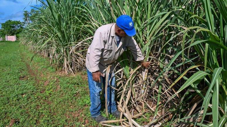O colapso dessa ind&uacute;stria foi tamanho que o pa&iacute;s que chegou a liderar as exporta&ccedil;&otilde;es mundiais de a&ccedil;&uacute;car agora tamb&eacute;m precisa importar o produto para atender &agrave; demanda interna