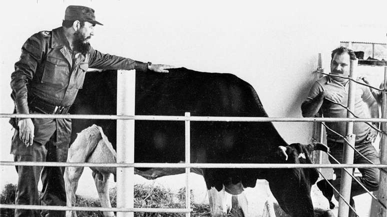 Fidel Castro transformou a vaca Ubre Blanca, que bateu recordes de produ&ccedil;&atilde;o de leite em 1982, em s&iacute;mbolo de sua vis&atilde;o de criar uma supervaca cubana por meio de cruzamentos gen&eacute;ticos, um projeto que n&atilde;o conseguiu eliminar a depend&ecirc;ncia de leite importado nem o racionamento