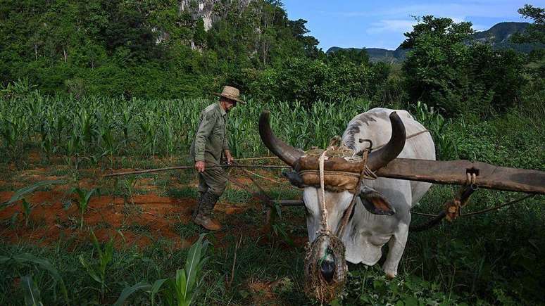 A agricultura cubana carrega d&eacute;cadas de descapitaliza&ccedil;&atilde;o: boa parte do campo ainda trabalha com m&aacute;quinas obsoletas ou tra&ccedil;&atilde;o animal, enquanto extensas &aacute;reas permanecem ociosas