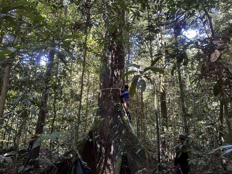 vista de uma &aacute;rvore enorme em uma floresta sendo medida por uma pessoa em uma escada