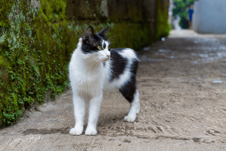 As habilidades sensoriais dos felinos explicam a cren&ccedil;a de que eles podem ver fantasmas 