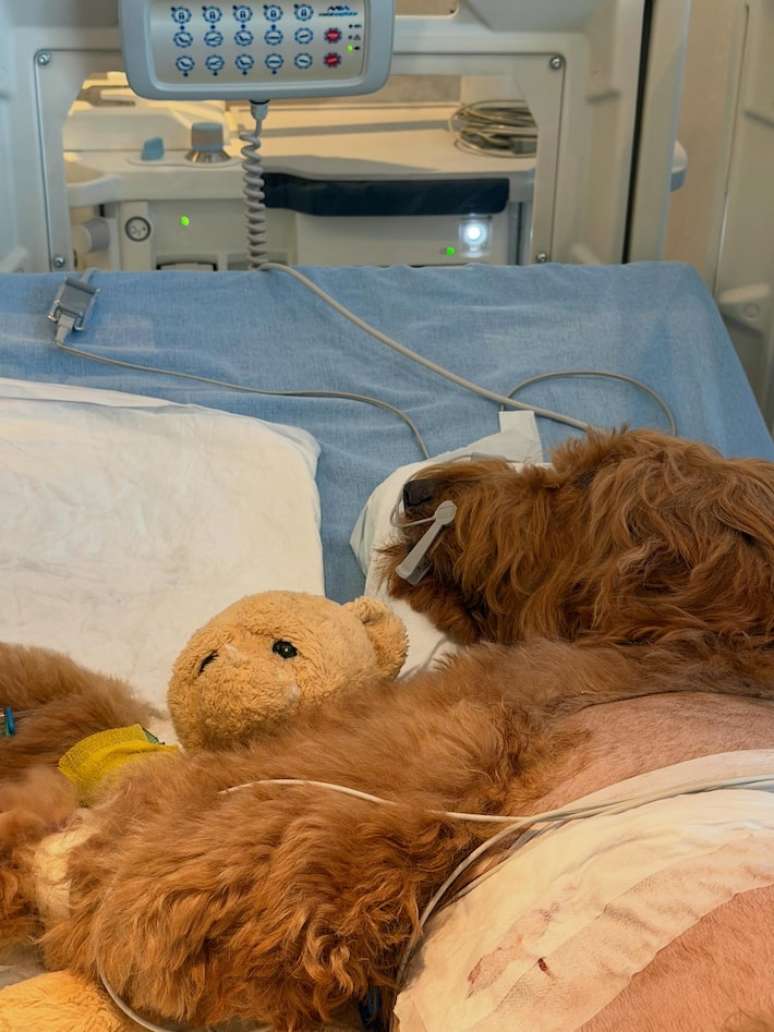 Gringa tem noove anos e &eacute; da ra&ccedil;a Golden Doodle