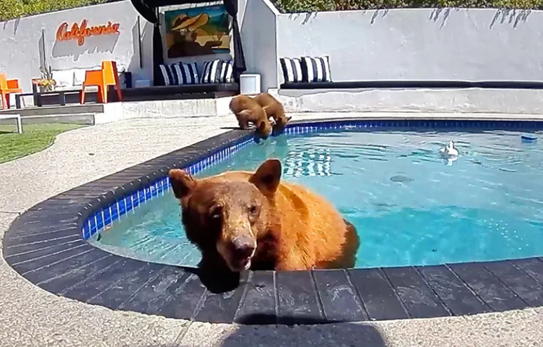 Uma ursa est&aacute; na piscina, de frente para a c&acirc;mera, enquanto seus dois filhotes bebem &aacute;gua atr&aacute;s dela