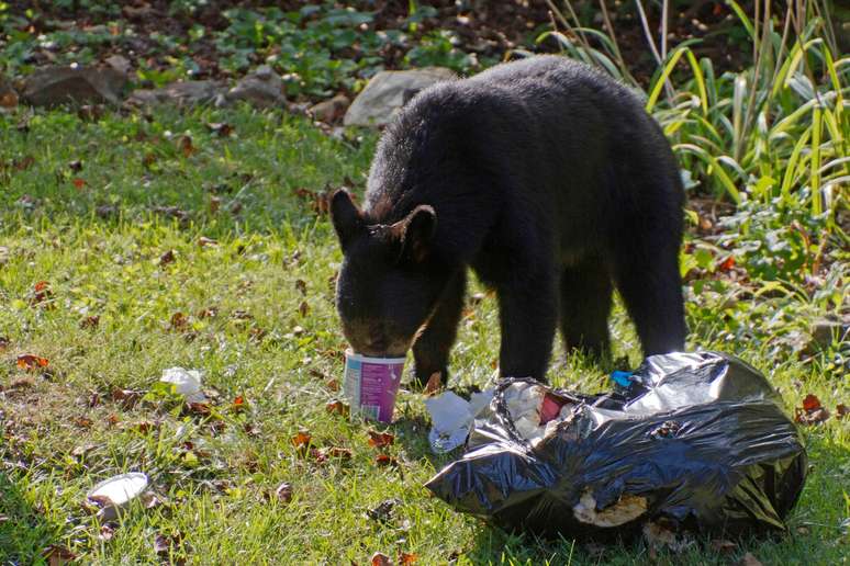 Muitas vezes, os ursos s&atilde;o atra&iacute;dos pelo cheiro do lixo
