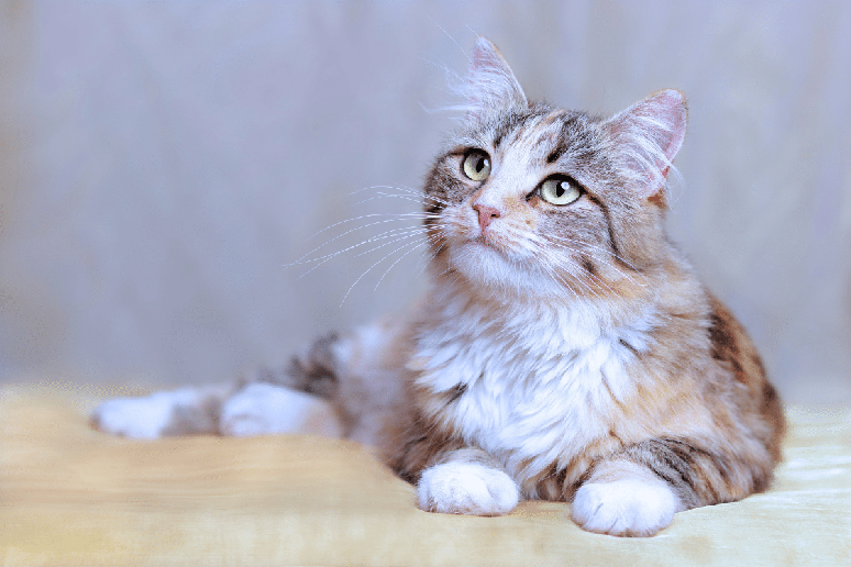 Salom&atilde;o &eacute; um nome inspirado no rei de Israel, conhecido por sua sabedoria, e perfeito para aquele gato tranquilo e observador 