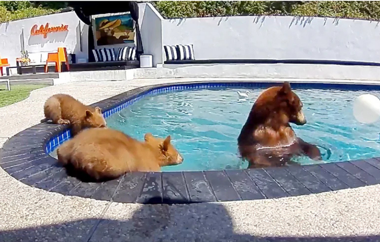 Brian Gordon e Ricardo Martinez sempre mant&ecirc;m uma dist&acirc;ncia segura dos ursos e entram em casa quando os animais ficam rondando a &aacute;rea da piscina.