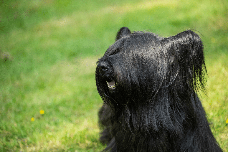 O skye terrier &eacute; inteligente, corajoso e muito dedicado &agrave; fam&iacute;lia 