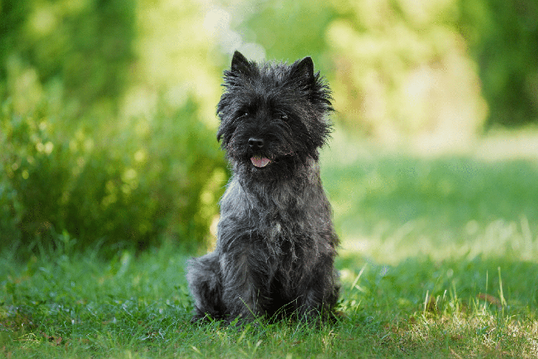 O cairn terrier &eacute; bastante ativo e gosta de investigar espa&ccedil;os 