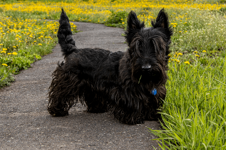 O terrier escoc&ecirc;s tende a ser independente, confiante e determinado 
